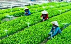  Nghiên cứu sản xuất và sử dụng chế phẩm từ nấm Lecanicillium spp, để diệt rệp muội (Aphidae) gây hại cây trồng