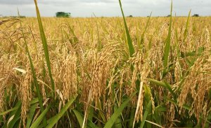 Gi&aacute; l&uacute;a gạo h&ocirc;m 9/9: Gi&aacute; l&uacute;a tăng, thị trường bớt trầm lắng