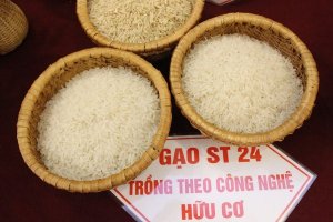 Nhu cầu lớn nhưng nguồn cung hạn chế, xuất khẩu gạo đang chậm lại