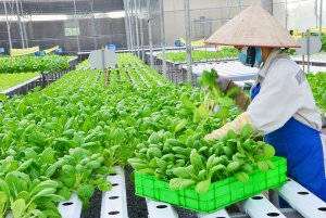 Nguồn nh&acirc;n lực cho n&ocirc;ng nghiệp 4.0: Thực trạng v&agrave; giải ph&aacute;p