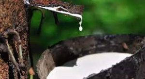 Gi&aacute; cao su tăng dựng đứng, cao nhất 13 th&aacute;ng