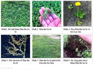 H&agrave;n the ba l&aacute;, Desmodium triflorum, c&acirc;y họ đậu c&oacute; khả năng cố định đạm, tiềm năng c&acirc;y phủ đất tương lai