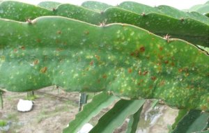 X&aacute;c định khả năng đối kh&aacute;ng của lo&agrave;i Chaetomium spp. với nấm Neoscytalidium dimidiatum g&acirc;y bệnh đốm n&acirc;u thanh long