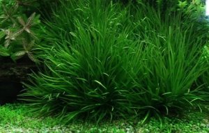 Thực vật x&acirc;m lấn ngoại lai c&oacute; thể được khuyến kh&iacute;ch như thực phẩm