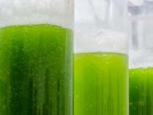 Phương thức mới trồng tảo hiệu quả