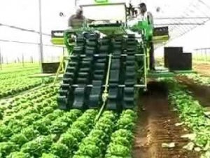 Phát triển nông nghiệp công nghệ cao của Nhật Bản