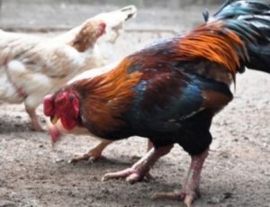  Khai th&aacute;c v&agrave; ph&aacute;t triển nguồn gen giống g&agrave; m&iacute;a v&agrave; g&agrave; m&oacute;ng