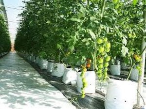 Viễn cảnh 2030 đối với ph&aacute;t triển tương lai của canh t&aacute;c hữu cơ