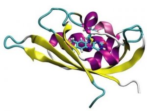 Một họ protein mới nhạy cảm với &aacute;nh s&aacute;ng
