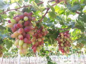 Nghi&ecirc;n cứu lai tạo th&agrave;nh c&ocirc;ng giống nho mới chất lượng cao