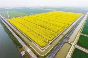 C&aacute;c nh&agrave; nghi&ecirc;n cứu ph&aacute;t triển phương ph&aacute;p mới để cải thiện đất mặn