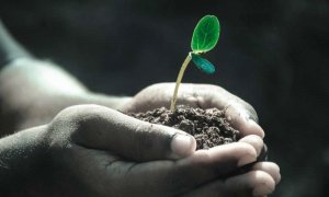 Tiết lộ cơ chế thực vật c&oacute; thể sử dụng để ti&ecirc;u t&aacute;n &aacute;nh nắng mặt trời dư thừa dưới dạng nhiệt