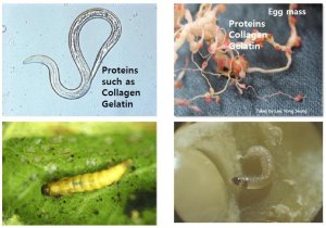 Ph&ograve;ng chống c&ocirc;n tr&ugrave;ng g&acirc;y hại bằng vi sinh vật ph&acirc;n giải gelatin v&agrave; chitin