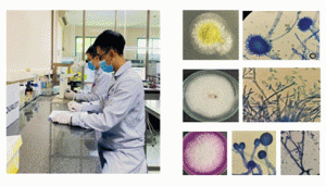Định danh nấm mốc bằng phương ph&aacute;p quan s&aacute;t h&igrave;nh th&aacute;i v&agrave; khối phổ protein ribosome