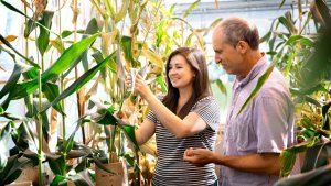Loại bắp chỉnh sửa gene sinh trưởng tốt trong thời tiết lạnh