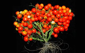 C&acirc;y trồng tương lai sẽ nhỏ v&agrave; năng suất hơn