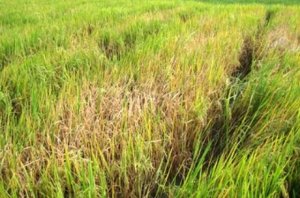 Nghi&ecirc;n cứu sản xuất kh&aacute;ng huyết thanh virus RYSV (Rice Yellow Stunt Virus) chẩn đo&aacute;n bệnh v&agrave;ng lụi l&uacute;a
