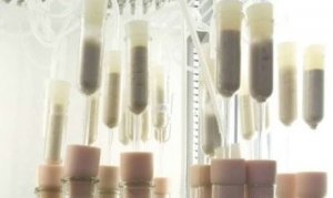  X&aacute;c định enzyme th&uacute;c đẩy qu&aacute; tr&igrave;nh sản xuất nhi&ecirc;n liệu sinh học