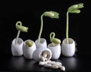 Phủ l&ecirc;n hạt giống một lớp bảo vệ cho ph&eacute;p ph&aacute;t triển n&ocirc;ng nghiệp tr&ecirc;n c&aacute;c v&ugrave;ng đất cận bi&ecirc;n
