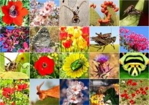 Đa dạng sinh học tr&ecirc;n to&agrave;n cầu giảm xuống dưới ngưỡng an to&agrave;n