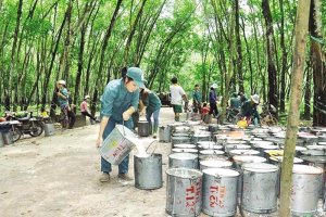 Cần một cơ chế b&igrave;nh ổn gi&aacute; cao su, đảm bảo lợi &iacute;ch của c&aacute;c b&ecirc;n