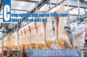 C&ocirc;ng nghiệp h&oacute;a ng&agrave;nh Chăn nu&ocirc;i nh&igrave;n từ cơ sở giết mổ