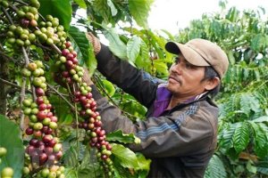 Gi&aacute; c&agrave; ph&ecirc; đột ngột `n&oacute;ng hừng hực`