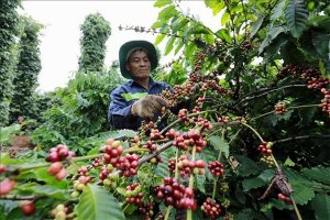 Trước Tết, gi&aacute; c&agrave; ph&ecirc; lan man v&ugrave;ng thấp