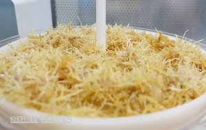 D&ugrave;ng vi khuẩn &ldquo;&eacute;p&rdquo; s&acirc;m Ngọc Linh tạo rễ