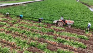 Để xuất khẩu rau đạt 1,5 tỷ USD: Những m&ocirc; h&igrave;nh hay v&agrave; kiến nghị