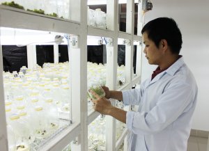 TS Ho&agrave;ng Thanh T&ugrave;ng: Nh&acirc;n giống hoa c&uacute;c bằng phương ph&aacute;p vi thủy canh