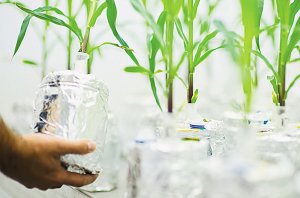 Tăng r&agrave;o cản ph&aacute;p l&yacute; với c&acirc;y trồng sửa gene bằng CRISPR