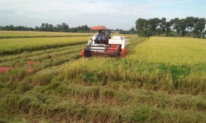 Thúc đẩy tích tụ đất đai, tạo điều kiện tái cơ cấu nông nghiệp