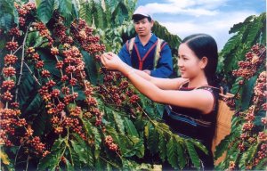 C&agrave; ph&ecirc; xuất khẩu của Việt Nam đang chịu "thiệt th&ograve;i" về gi&aacute; b&aacute;n