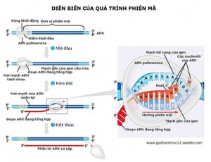 Ph&acirc;n t&iacute;ch vai tr&ograve; của gốc methionine trong cấu tr&uacute;c họ nh&acirc;n tố phi&ecirc;n m&atilde; ở đậu tương