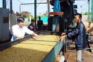 Gi&aacute; c&agrave; ph&ecirc; rớt theo chiều thẳng đứng