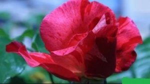  Bộ Gen của hoa hồng đ&atilde; được giải m&atilde;