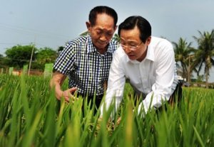 Trung Quốc ph&aacute;t triển giống l&uacute;a mới với năng suất cao, kh&aacute;ng bệnh