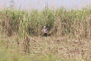 C&uacute; sốc mới của m&iacute;a đường ni&ecirc;n vụ 2019-2020 