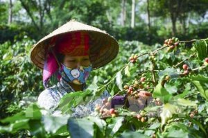 Thời tiết bất lợi g&acirc;y biến động sản lượng v&agrave; gi&aacute; c&agrave; ph&ecirc;