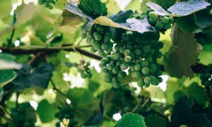 Giải tr&igrave;nh tự gen của nho Chardonnay v&agrave; Cabernet Sauvignon