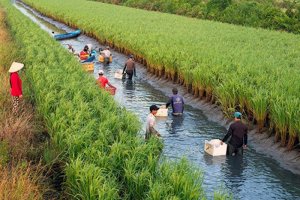 Con t&ocirc;m &ocirc;m c&acirc;y l&uacute;a: gợi &yacute; cho b&agrave;i to&aacute;n x&acirc;m nhập mặn
