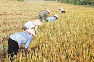 Chuyện điền thổ, biết rồi, nhưng... 