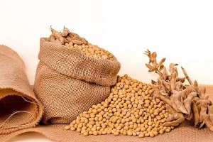 C&aacute;c nh&agrave; nghi&ecirc;n cứu Trung Quốc x&acirc;y dựng bộ gen đậu n&agrave;nh chất lượng cao