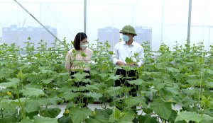 Nh&acirc;n l&ecirc;n v&ugrave;ng n&ocirc;ng nghiệp xanh v&agrave; &ldquo;k&iacute;ch hoạt&rdquo; chuyển đổi số trong HTX