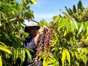 Những chuyển biến t&iacute;ch cực tr&ecirc;n thị trường c&agrave; ph&ecirc;