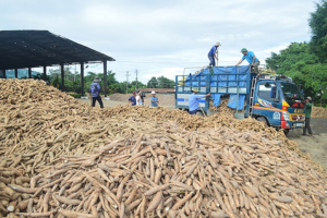 Xuất khẩu sắn tăng mạnh nhưng cần sớm tr&aacute;nh t&igrave;nh trạng 