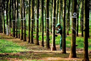 Gi&aacute; b&aacute;n mủ cao su giảm s&acirc;u, Tập đo&agrave;n C&ocirc;ng nghiệp Cao su Việt Nam gặp kh&oacute; 