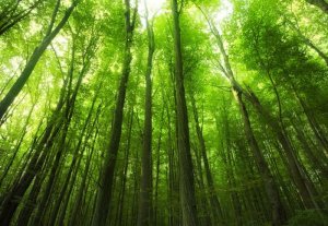 Thực vật nếu được bảo vệ c&oacute; thể loại bỏ khối lượng lớn CO2