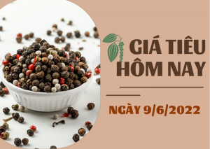 Gi&aacute; ti&ecirc;u h&ocirc;m 9/6: Giảm nhẹ 500 đồng/kg; cao su Thượng Hải tăng hơn 2%